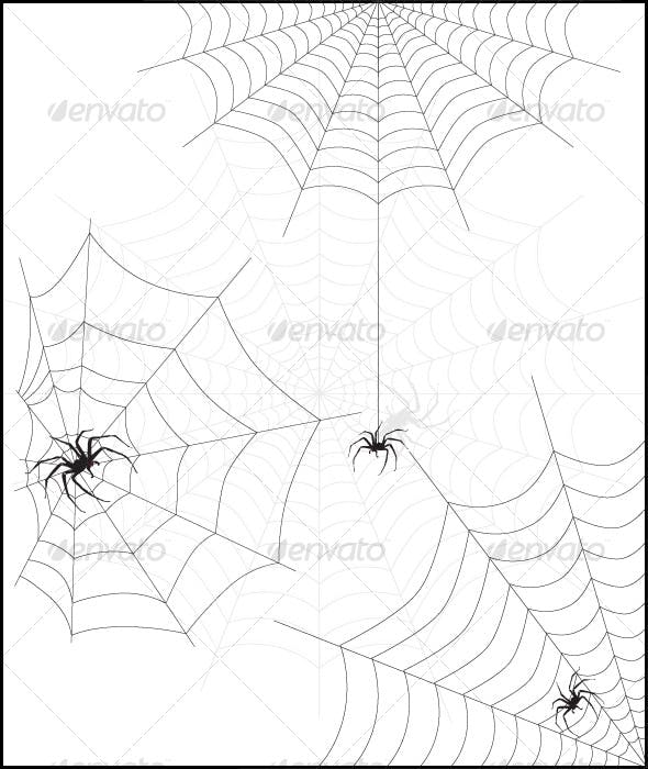 spider web & spider